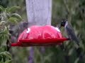 Hungry Hummingbird Swarm