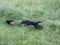 Lea and Leila and the stick Lea and Leila and the stick