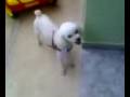 Mulher flagrada chupando c�o