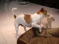 Naughty baby french bulldog Kingu