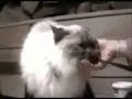 A Two Headed Cat. A Two Headed Cat.