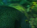 Aquarium- school standerd