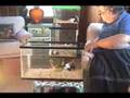 Baby Hamsters