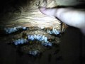 Touching an exceptional nest of large Asian hornets Vespa ducalis