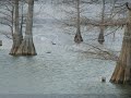 Ducks, Ducks & More Ducks
