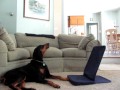 Misha - Singing Dog