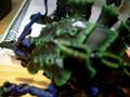 videos de Indigo Carnifex
