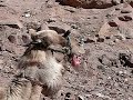 Camel\