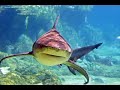 The Great Barrier Reef