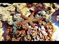a video i did after seeing a friend do one. i did this for her. was amazed at the pictures she had. the great barrier reef is quite  beautiful. hope you enjoy it. many thanks to my music director brad99r