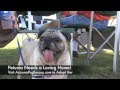 Petunia - Pug for Adoption from Arizona Pug Adoption & Rescue Network