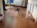 Kittens en Themis