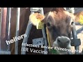 A Super Quick Look at Veterinary Medical Resources: cows, cattle, heifers, bovines (UC Davis)