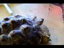 Earl the African Spurred Tortoise!