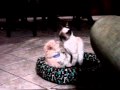 Frankie and Jixer