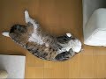 ぐうたらねこ。