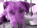 FiDA the DoG