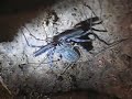 Tailless Whipscorpion (Damon sp.) Tailless Whipscorpion (Damon sp.)
