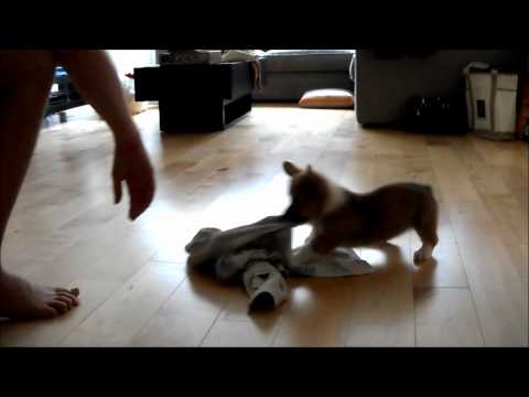 Watch 'Chewie's After-Bath Bounce '