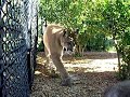 Protective Cougar