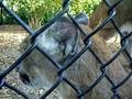 videos de Protective Cougar