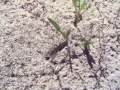 videos de Fire Ants