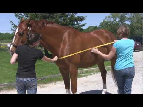 how to measure height of a horse