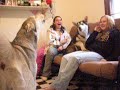 Malamute puppies 4months howlin