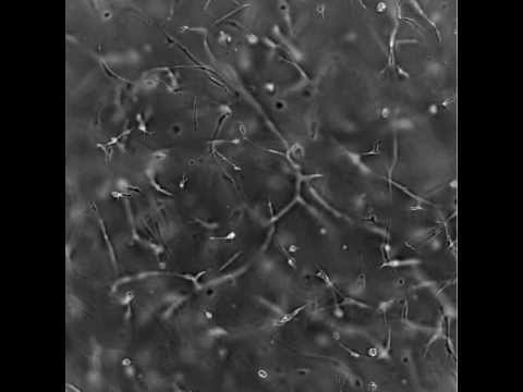 how to grow pc3 cells