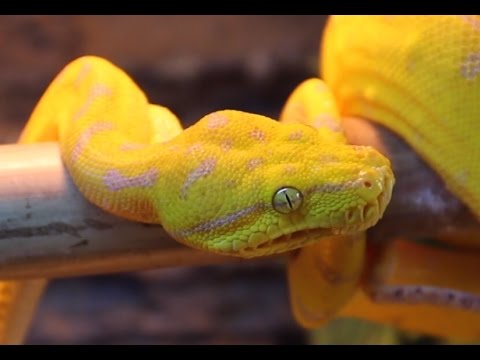 YouTube reptile video