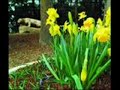 flora- peter paul and mary
