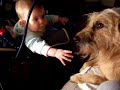 Niños y perros Niños y perros