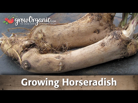 how to grow horseradish