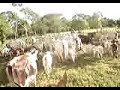 LLanos Orientales apartando ganado
