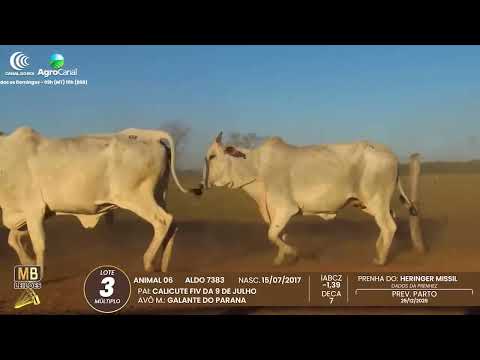 510� LEIL�O VIRTUAL MB LEIL�ES