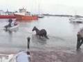 Racehorse training in Baltimore SW ireland
