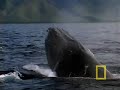 Humpbacks Mating