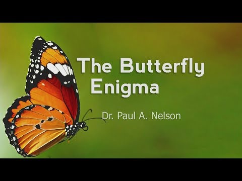 Origins: The Butterfly Enigma