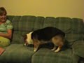 Corgi vs. remote control whoopie cushion part 2