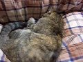 ２１年生きた猫