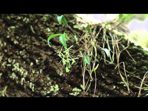 how to grow epidendrum orchids