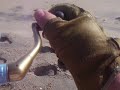 SHARK ATTACK WHILE SURF FISHING SHARK ATTACK WHILE SURF FISHING