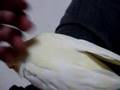 オカメインコがなつきました