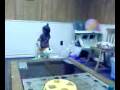 videos de Abby on zebra