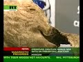 Can prehistoric mammoth\