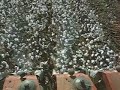 Picking Cotton1