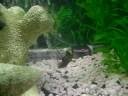 My Freshwater Fish tank