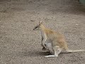 Sydney Australia and nearby Areas Sydney Australia and nearby Areas