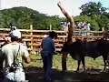 JARIPEO