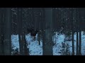 19Th of march 2008 : some moose...